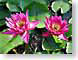 BLvividLotuses.jpg Flora Flora - Flower Blossoms