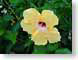 BLyellowHibiscus.jpg Flora Flora - Flower Blossoms green