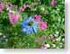 BMGwildflowers.jpg Flora Flora - Flower Blossoms green closeup close up macro zoom blue photography