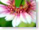 BMorchid.jpg Flora Flora - Flower Blossoms green pink