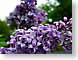 BSlilac.jpg Flora Flora - Flower Blossoms purple lavendar lavender