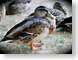CAAducksAWaiting.jpg Fauna birds avian animals closeup close up macro zoom photography mallard ducks