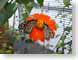 CAbutterflies.jpg Fauna Flora insects bugs Flora - Flower Blossoms butterfly moths butterflies insects orange