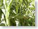 CAcorn.jpg Flora green photography