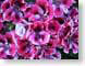 CAgermanium.jpg Flora Flora - Flower Blossoms photography