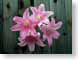 CAnakedLadies.jpg Flora Flora - Flower Blossoms closeup close up macro zoom woodgrain wood grain pink photography