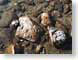 CArocksInTahoe.jpg Still Life Photos stones rocks photography