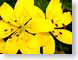 CAyellowLilies.jpg Flora Flora - Flower Blossoms closeup close up macro zoom photography