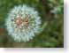 CBdandelion.jpg Flora - Flower Blossoms closeup close up macro zoom photography green white