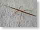 CBstickInsect.jpg Fauna insects bugs grey gray graphite stones rocks closeup close up macro zoom brown photography