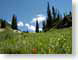 CDSalpineWild.jpg Flora - Flower Blossoms mountains Landscapes - Nature green blue photography meadow
