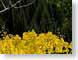 CDSaspenFir.jpg Flora yellow trees forest woods woodlands fall colors green photography