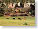 CDScattleGrazing.jpg Fauna grass cattle cows bulls steer mammals animals photography