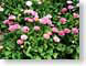 CDSdaisies.jpg Flora Flora - Flower Blossoms green pink