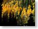 CDSgoldenAspen.jpg trees forest woods woodlands fall colors mountains Landscapes - Nature