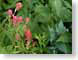 CDSpaintbrush.jpg Flora Flora - Flower Blossoms green photography
