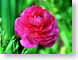 CDSranunculus.jpg Flora Flora - Flower Blossoms green pink