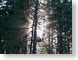 CDbacklight.jpg Flora trees forest woods woodlands photography