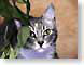 CDbagels.jpg Fauna pets animals felines cats animals
