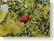 CDberries.jpg Flora leaves leafs green red