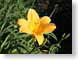 CGforAmy.jpg Flora Flora - Flower Blossoms yellow grass closeup close up macro zoom photography