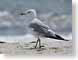 CGseagull.jpg Fauna birds avian animals seagulls photography