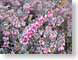 CJPheather.jpg Flora ice Flora - Flower Blossoms closeup close up macro zoom pink france french photography