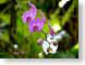CKYorchid.jpg Flora Flora - Flower Blossoms closeup close up macro zoom photography