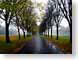 CKYpath.jpg trees forest woods woodlands Landscapes - Rural path walkway photography