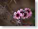 CKYpinkBlossom.jpg Flora Flora - Flower Blossoms photography