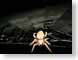 CKYspider.jpg Fauna black spider webs spiderwebs