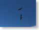 CLdoubleTrouble.jpg Fauna Sky birds avian animals blue photography