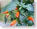 CLhotStuff.jpg Flora food closeup close up macro zoom photography peppers