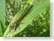 CLredDamselfly.jpg Fauna leaves leafs green closeup close up macro zoom dragonfly dragonflies photography