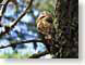 CMspottedOwl.jpg Fauna birds avian animals national parks regional parks national monuments tree bark