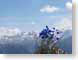CMswissBlue.jpg Flora - Flower Blossoms snow white mountains Landscapes - Nature swiss switzerland