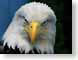 CYbaldEagle.jpg Fauna birds avian animals patriotic patriotism photography