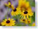 CYdaisies.jpg Flora Flora - Flower Blossoms yellow closeup close up macro zoom photography