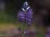 DBYumminess.jpg Flora grape purple Flora - Flower Blossoms