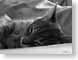 DBmorning.jpg Fauna felines cats animals black and white bw grayscale black & white photography