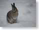 DBsnowbunny.jpg Fauna snow white closeup close up macro zoom winter photography rabbit bunny rabbit