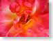 DCKhybridTeaRose.jpg Flora Flora - Flower Blossoms closeup close up macro zoom red photography