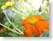 DChotSpringFlora.jpg Flora Flora - Flower Blossoms yellow orange