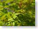 DDfoliage.jpg Flora green closeup close up macro zoom photography