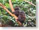 DHmonkey.jpg Fauna mammals animals leaves leafs trees forest woods woodlands monkey monkies primates mammals green