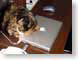 DLL12inPillow.jpg Fauna felines cats animals Apple - PowerBook G4 albook aluminum powerbook g4 photography