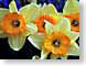 DLdaffodils.jpg Flora Flora - Flower Blossoms