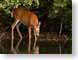 DLindianaDoe.jpg Fauna night photography whitetail deer mammals animals