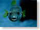 DMpuffer.jpg Fauna fish sealife animals canada dark blue Under Water