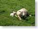 DRspringTime.jpg Fauna grass green photography sheep lambs mammals animals